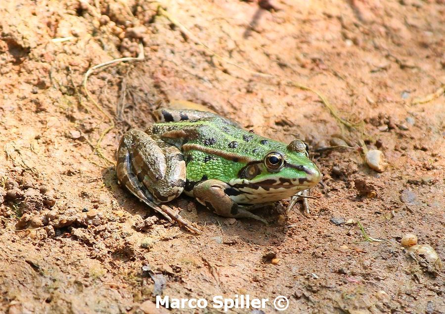 Rana ridibunda? - Pelophylax sp. (prov. Milano)